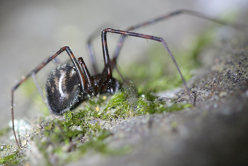 Pimoidae? S, Pimoa sp. - Provincia di Imperia